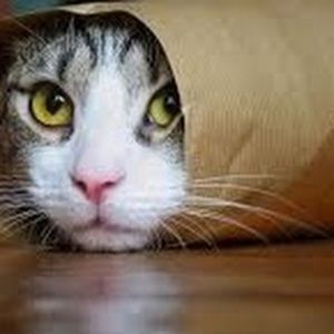 Meet your Posher, Nathan